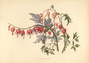 Asian Bleeding Heart, Lamprocapnos Spectabilis